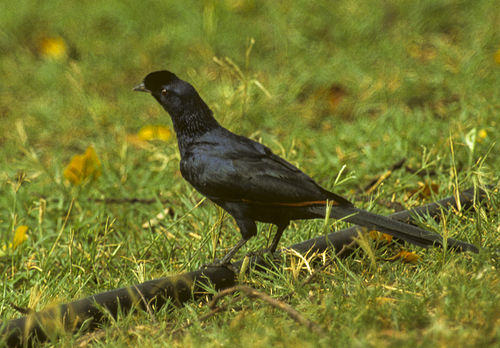 Bristle-crowned starling